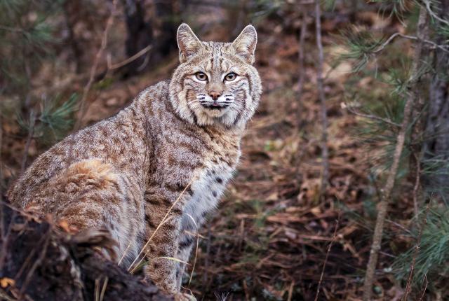 Alert Bobcat