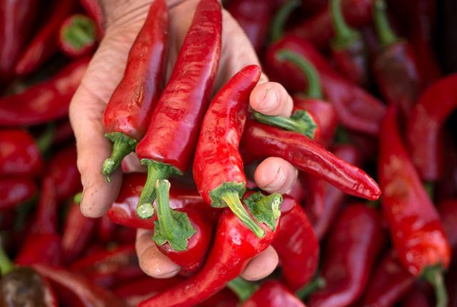 A handful of red Chile peppers.
