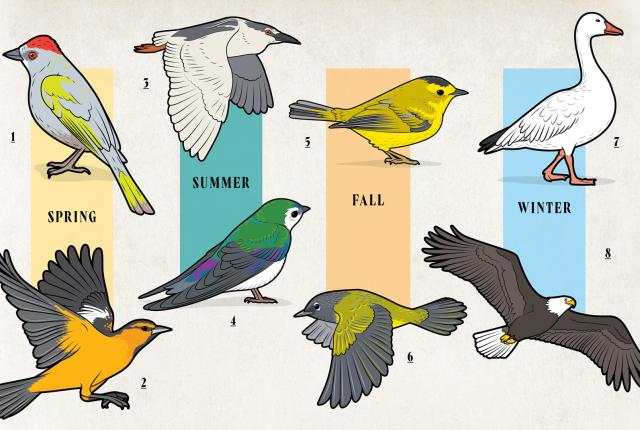 Seasonal Birds