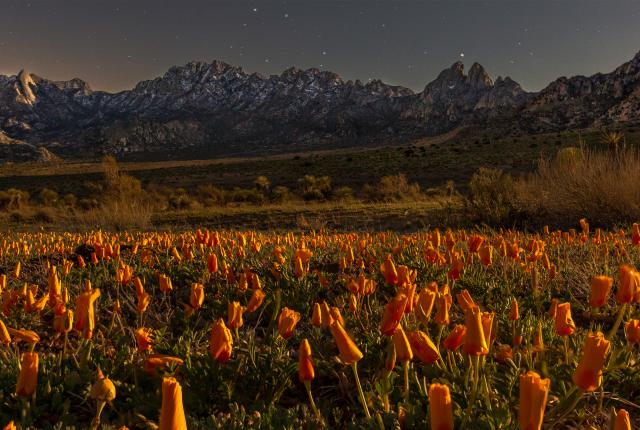A field of Mexican poppies framed by the Organ Mountains, New Mexico Magazine