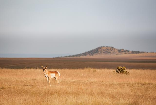 A pronghorn roams the grasslands near Cimarron.