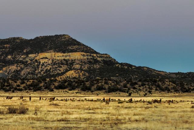 Roaming elk near Dawson Cemetery, outside Cimarrón