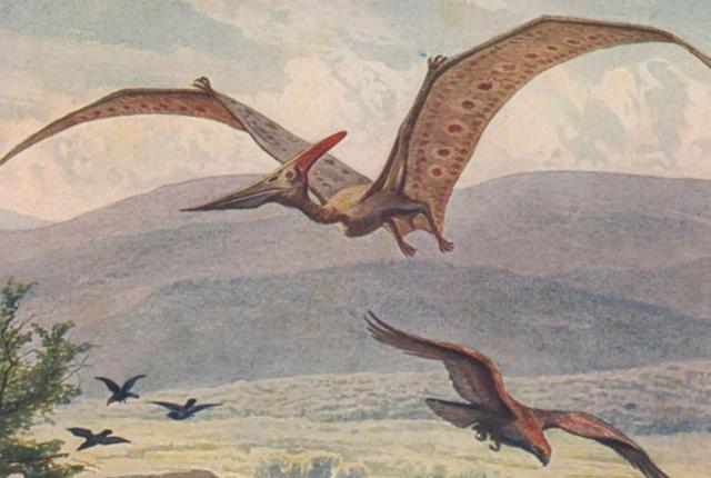 Pteranodons