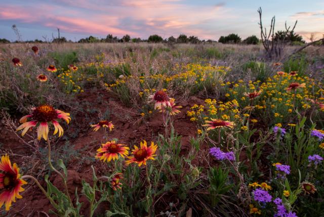 Gaillardia, Dakota mock vervain, and four-nerve daisies dot the landscape near Santa Rosa Lake, New Mexico Magazine