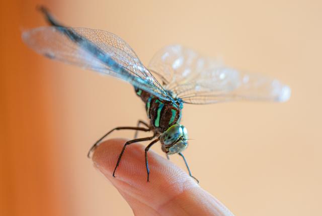 A Quick Guide To New Mexico Dragonflies