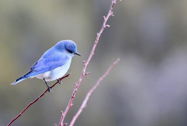 Bluebird in Santa Fe