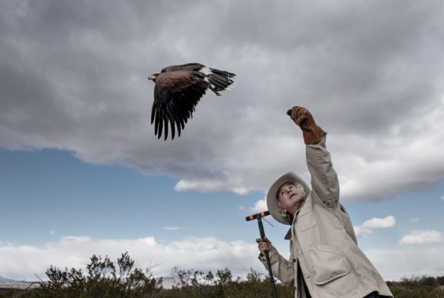 Nature writer Stephen Bodio handles a Harris' Hawk