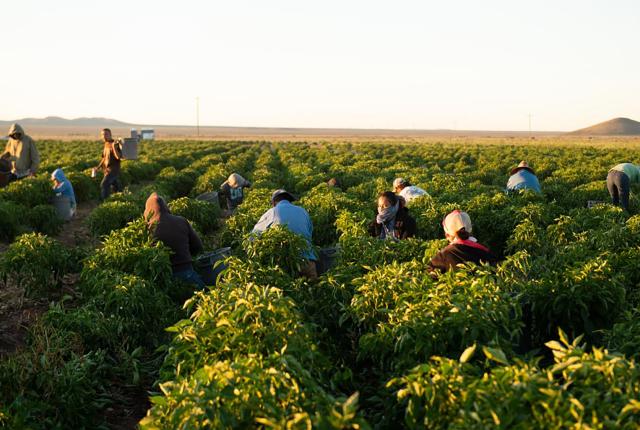 Migrant workers at chile farm in Hatch, NM
