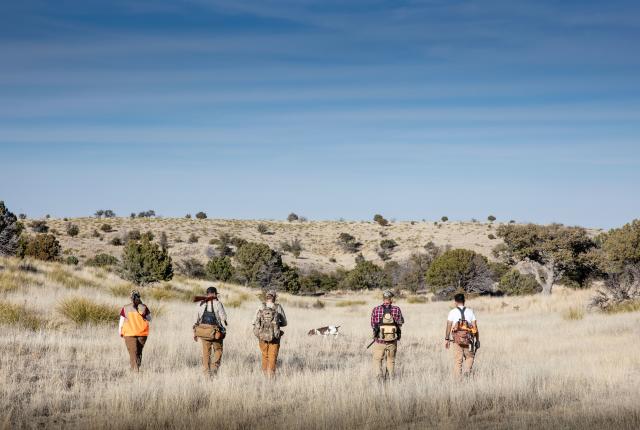 Hunting for quail in Questa.