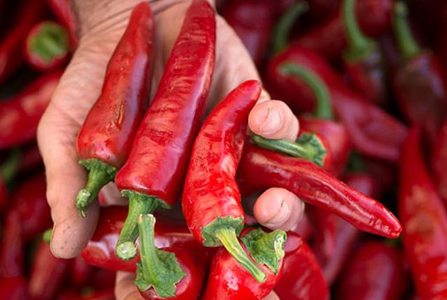 A handful of red chile peppers.