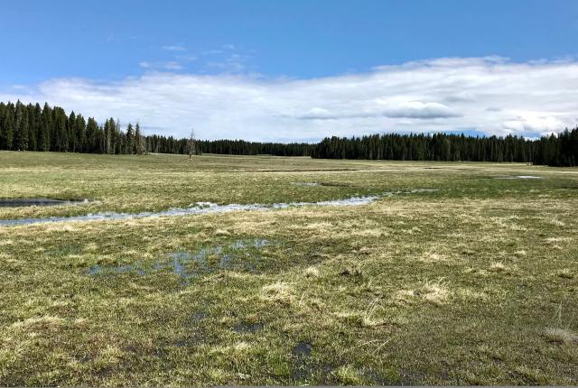 A boggy meadow in the San Pedro Parks Wilderness