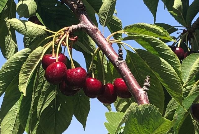 Nichols Ranch and Orchards cherries