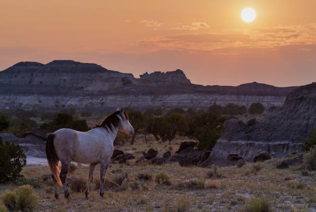 Badlands Horse, Photograph by Jake Werth, New Mexico Magazine