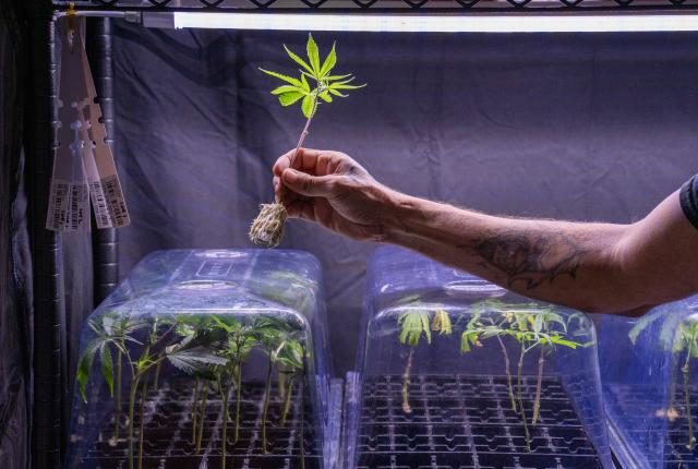 Taos Mountain Grown roots cannabis plants.