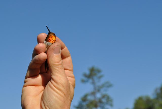 A hand holding a small hummingbird.