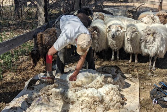 A person shears wool from a sheep on a wooden platform, surrounded by a flock of sheep.
