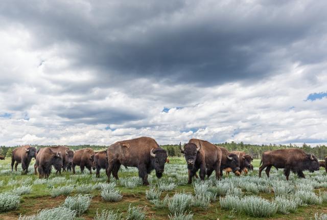 Vermejo is home to more than 1,200 bison.