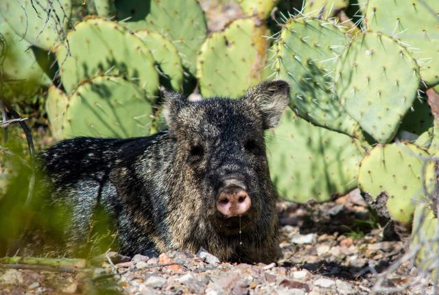 Javelinas are one of the many wild animals that call Carlsbad Caverns National Park home.