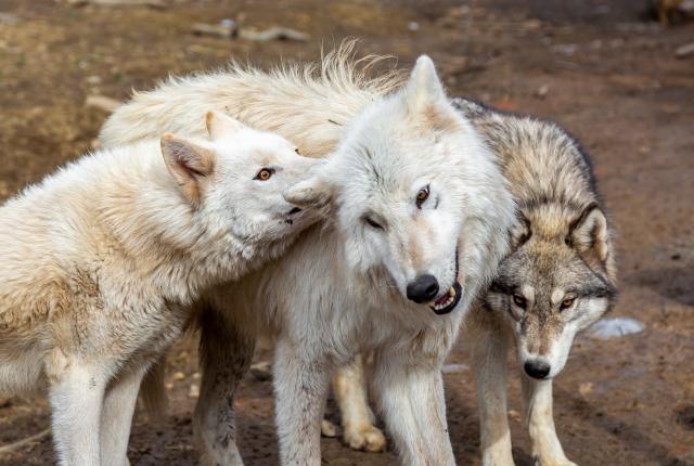 Three wolves nuzzle and lean against each other affectionately.