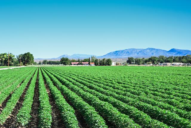 Rows of green chile plants stretching toward distant mountains under a clear blue sky in Hatch.