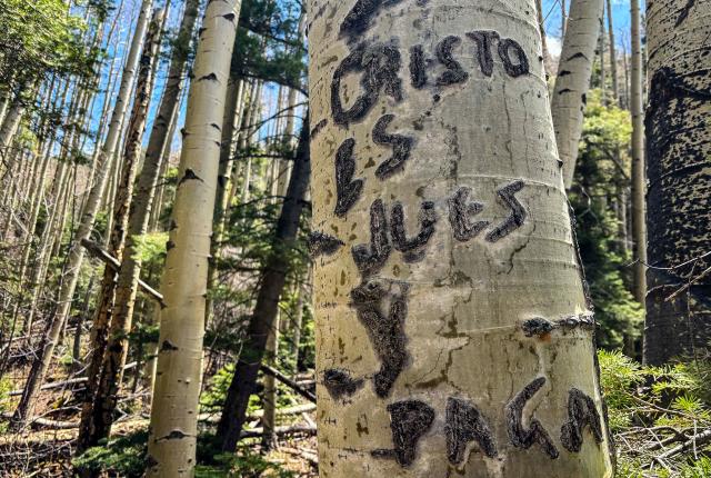 A close-up of a tree trunk with "CRISTO ES JUES Y PAGA" carved into it in an aspen forest.