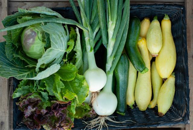 A basket overflows with fresh produce, including a cabbage, lettuce, onions, zucchini, and yellow squash.