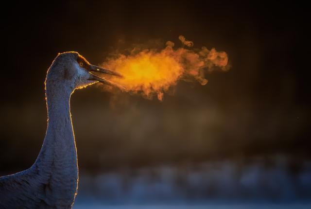 Sandhill crane on a cold morning.