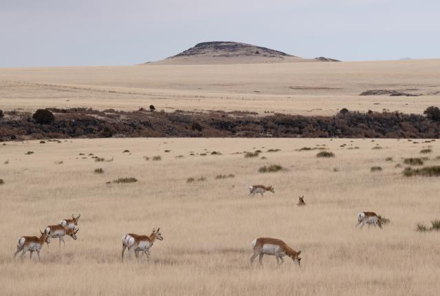 Unique among North American ungulates, pronghorn can reach speeds required to outrun long-gone predators from the last Ice Age.