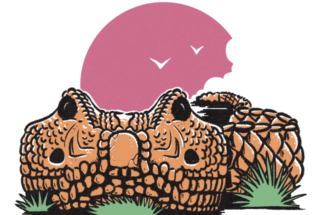 Illustration of orange-brown rattlesnake.