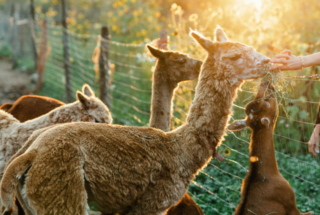 At Taos Goji Eco Lodge Retreat, feeding time is fun.