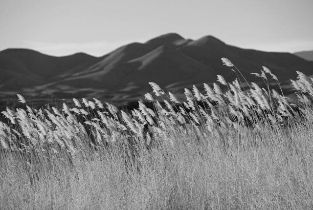 Black and white image of tall grass waving in the foreground with blurred, shadowy mountains in the background.