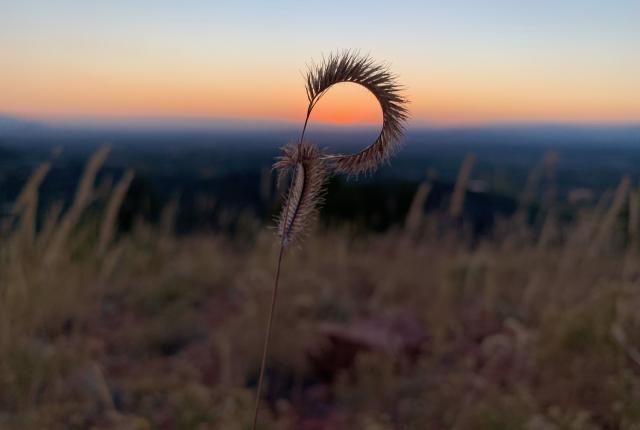 Close-up of a curled wild grass stem in focus against a blurred backdrop of a serene, colorful sunset sky.