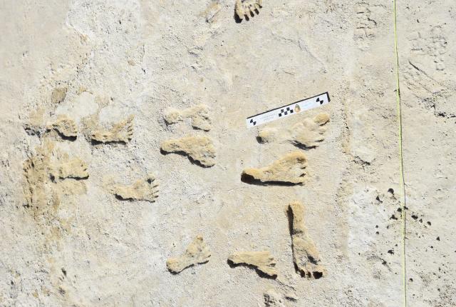 Ancient human footprints preserved in a beige layer of sediment. A measuring scale is placed nearby for size reference, against a desolate backdrop.