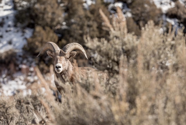 Bighorn sheep have made a resurgence, with more than 1,700 throughout northern New Mexico.