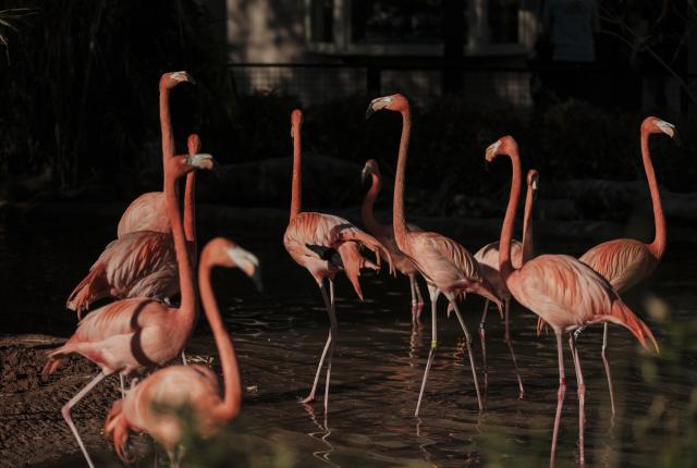 lamingos standing together in a shallow pond at the ABQ BioPark Zoo, some preening and some walking, with lush greenery behind them.