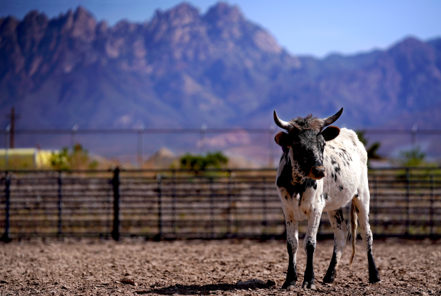New Mexico Farm & Ranch Heritage Museum features corrals filled with livestock.