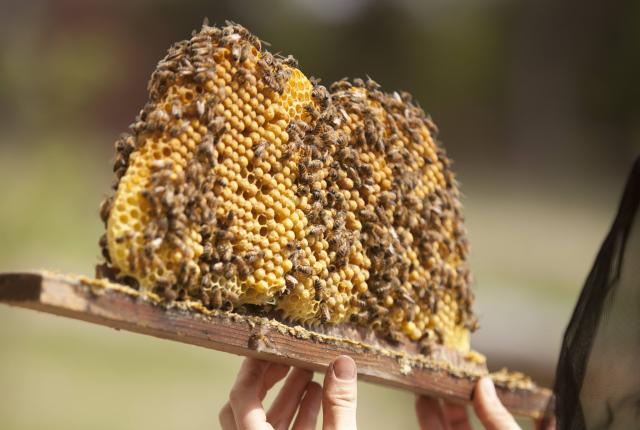 A Los Poblanos beekeeper inspects a honeycomb.