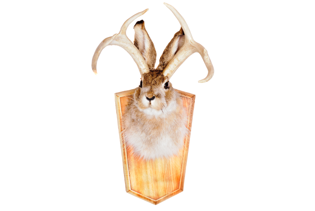 A taxidermy jackalope with tall ears and branching antlers mounted on a wooder plaque.