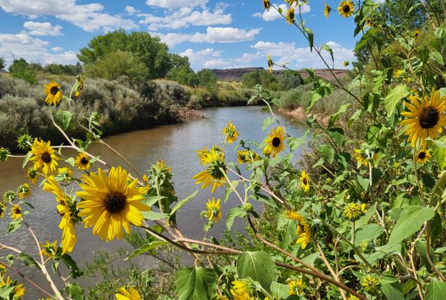 Sunflowers growing along a riverside under a bright blue sky with scattered clouds.