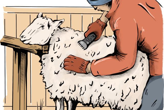 Illustration of a person shearing a sheep with clippers at a wooden stand.