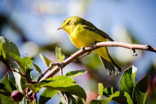 Copy of Wilsons Warbler