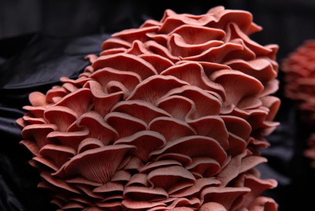 Close-up of pink oyster mushrooms growing from a substance bag at Enchanted Farms in Albuquerque.