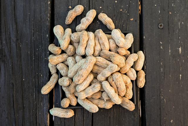 Peanuts in their shells fill a black tray on a dark wooden surface.