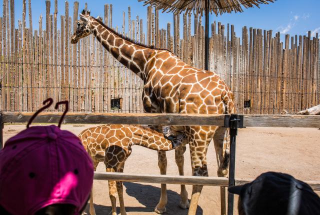 BioPark Zoo, giraffes
