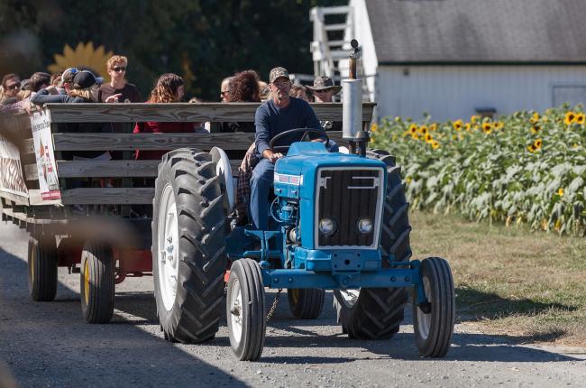 Man driving large blue tractor through sunflower field