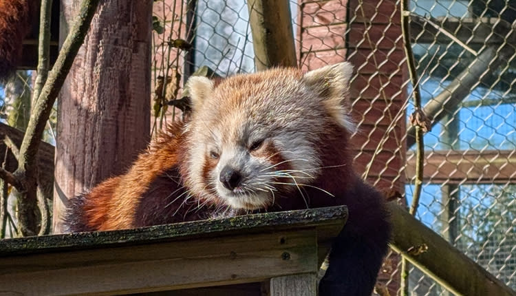a sleeping red panda at exmoor zoo