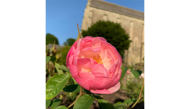 roses at buckland abbey