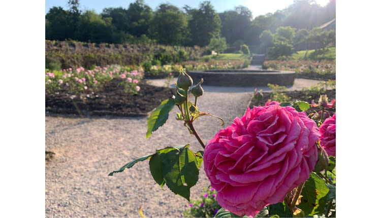 roses at buckland abbey