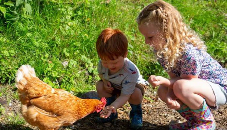 children feeding a chicken