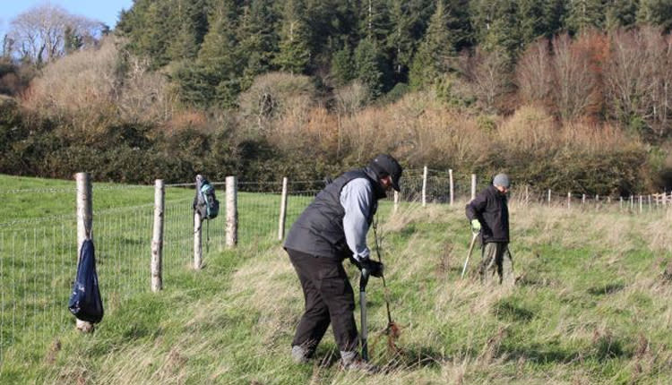tree planting